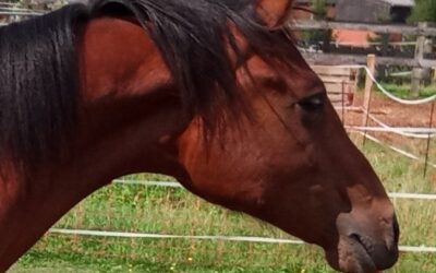 23 Zahnbehandlungen der 2 und 3 jährigen Hengste